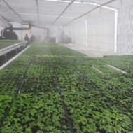 Zamgławianie tunelu z ukorzenianymi sadzonkami malin (fot. KKD)