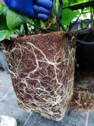 Maliny ukorzeniane w doniczkach z podłożem kokosowym nie są narażone na przelanie (fot. KKD)