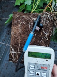 W trakcie wegetacji regularnie sprawdzane jest EC i wilgotność brył korzeniowych malin (fot. KKD)