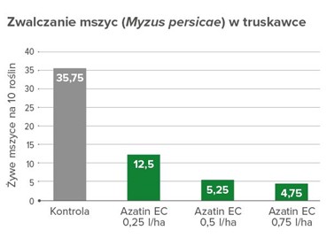 Zwalczanie mszycy w uprawie truskawek
