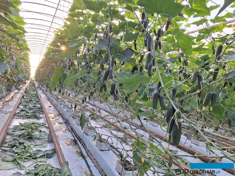Ogórek brodawkowy Madeira (fot. P. Janicka)