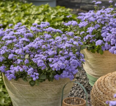 Ageratum houstonianum Monarch Magic (fot. Fleuroselect)