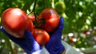 Pomidory odporne na ToBRFV (fot. De Ruiter)