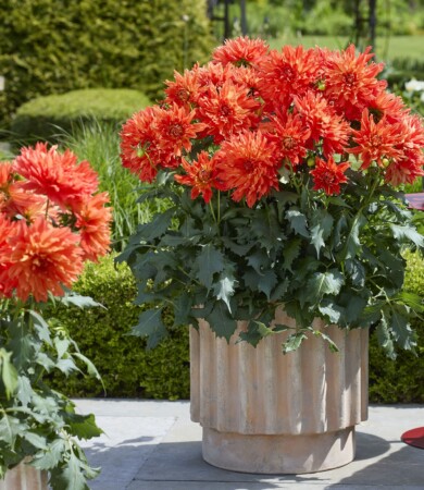 Dahlia LaBella Maggiore Fun Elmo Ruffle (fot. Fleuroselect)