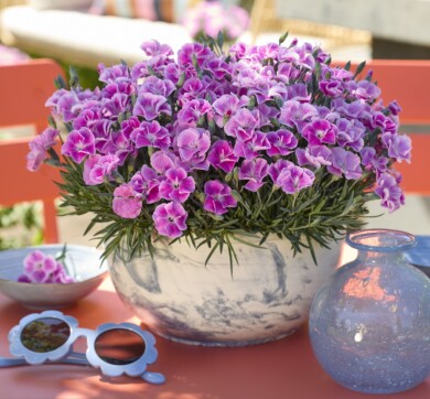 Dianthus It-Girl (fot. Fleuroselect)