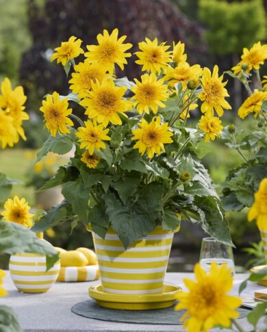 Helianthus annuus Sunfinity Double Yellow (fot. Fleuroselect)