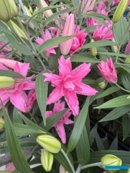 Lilium Diantha_Dutch Lily Days 2025_fot. A-Cecot