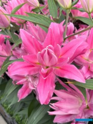 Lilium_Kadango_ORdb_De Jong Lelies_Dutch Lily Days 2025_fot. A-Cecot