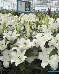 Lilium Liber Song_deJong Lelies_Dutch Lily Days 2025_fot. A-Cecot