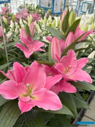 Lilium_Liber Lady_deJong Lelies_Dutch Lily Days 2025_fot. A-Cecot