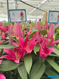 Lilium_Liber Rosso_deJong Lelies_Dutch Lily Days 2025_fot. A-Cecot