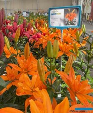 Lilium Scoubidou_De Jong Lelies_Dutch Lily Days 2025_fot. A-Cecot