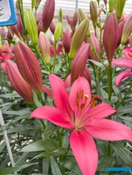 Lilium_Shimla_deJong Lelies_Dutch Lily Days 2025_fot. A-Cecot