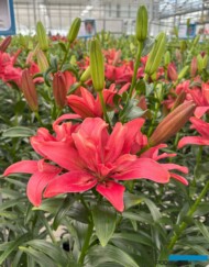 Lilium Hotpants_De Jong Lelies_Dutch Lily Days 2025_fot. A-Cecot