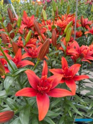 Lilium Red Twin_deJong Lelies_Dutch Lily Days 2025_fot. A-Cecot