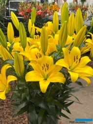 Lilium_Downtown_deJong Lelies_Dutch Lily Days 2025_A. Cecot