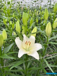 Lilium_Scansano_LA_Aker_Dutch Lily Days 2025_fot. A-Cecot