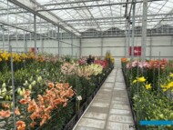 Lilie_Lily Company_Dutch Lily Days 2025_fot. A-Cecot