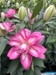 Lilium_Visione_ORdb_BOT_Dutch Lily Days 2025_fot. A-Cecot