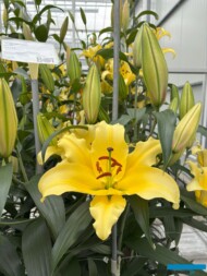 Lilium_Vigneron-OT_BOT_Dutch Lily Days 2025_fot. A-Cecot