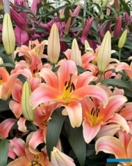 Lilium_Zelmira-OT_BOT_Dutch Lily Days 2025_fot. A-Cecot