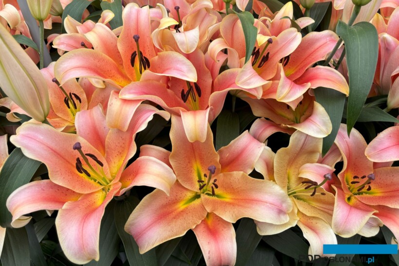 Lilia_Zelmira_OT Hybrid_Dutch Lily Days 2025_O_fot. A. Cecot