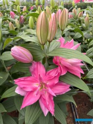 Lilium_Lucky Shot_Dutch Lily Days 2025_fot. A-Cecot