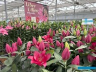 Lilie Liber Love_Royal Van Zanten_Dutch Lily Days 2025_fot. A-Cecot