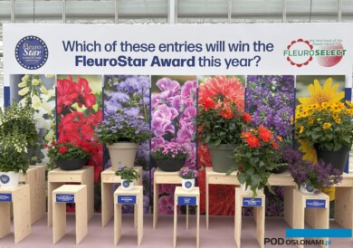 Jedna z prezentacji (podczas FlowerTrials 2025) roślin - nowości zgłoszonych do tegorocznego konkursu o nagrodę FleuroStar_fot. A. Cecot