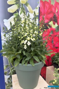 Digitalis purpurea Hanabee F1 White - z prezentacji konkursowej (FleuroStar) w jednej z 9 lokalizacji FlowerTrials 2025