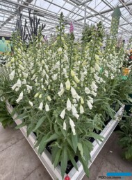 Digitalis purpurea Hanabee F1 White_Takii_FlowerTrials 2025_fot. A-Cecot