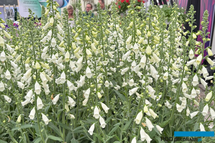 Digitalis purpurea Hanabee F1 White (fot. A. Cecot)