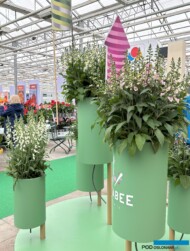 Digitalis purpurea_odmiany Hanabee F1 White i Pink z pokazu firmy Takii w Kudelstaart (FlowerTrials 2025)_fot. A-Cecot