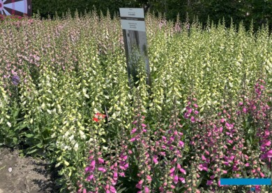 Naparstnica purpurowa (Digitalis purpurea) - odmiany z grupy Hanabee: Pink, White i Deep Rose na rabacie w firmie Florensis w Hendrik-Ido-Ambacht podczas FlowerTrials 2025 (fot. A. Cecot)