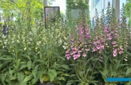 Digitalis purpurea Hanabee F1 White i Deep Rose_Florensis_FlowerTrials 2025_Digitalis purpurea Hanabee F1 White i Deep Rose_Florensis_FlowerTrials 2025_fot. A-Cecot