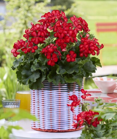 Pelargonium Grand Idols Glory Days Red Orange Bicolor (fot. Fleuroselect)