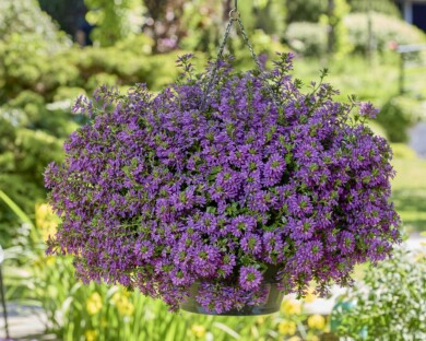Scaevola Surdiva Super Purple (fot. Fleuroselect)