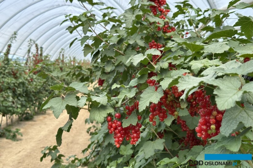 Porzeczki czerwone uprawiane w tunelu foliowym w gospodarstwie dr. Piotra Baryły