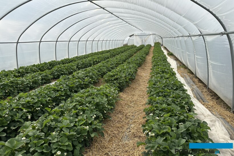 W gospodarstwie Tomasza Malika truskawka w połowie zastąpiła paprykę