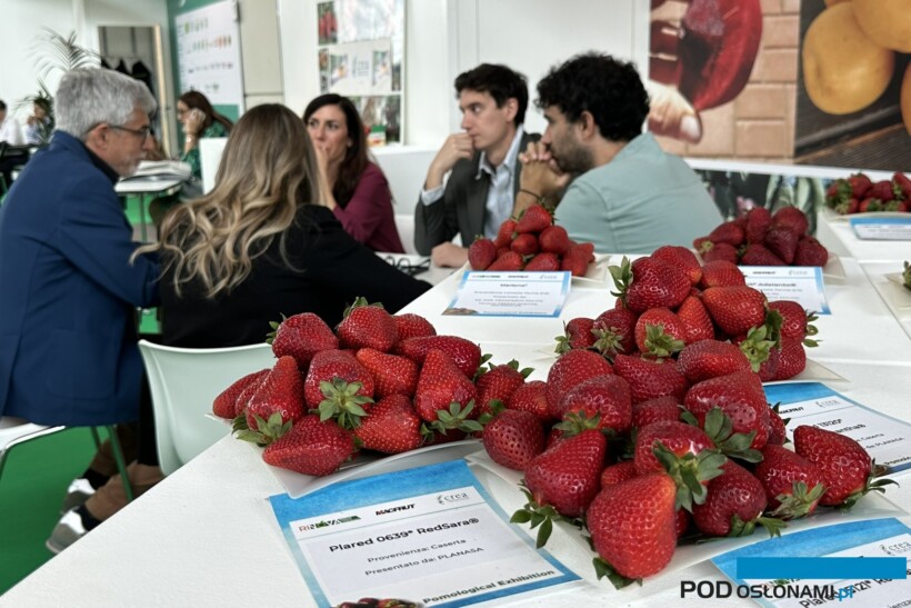 Podczas Targów Macfrut pokazano w tym roku kilkadziesiąt odmian truskawek
