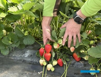 Celem projektu Truskawkowa Farma Mój Owoc jest pokazanie technik produkcji truskawek wysokiej jakości 