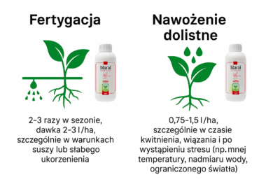 Na grafice widzimy dwa główne sposoby stosowania Maralu – biostymulatora wzrostu roślin z cynkiem, jodem i ekstraktem z alg Ryzea Plus: fertygacja 2–3 razy w sezonie (szczególnie w czasie suszy lub słabego ukorzenienia) oraz nawożenie dolistne w dawce 0,75–1,5 l/ha (w czasie kwitnienia, wiązania i po stresie wodnym lub termicznym). Produkt polecany do biostymulacji roślin pod osłonami, zwiększenia plonu owoców, poprawy jakości, zdrowotności i regeneracji truskawek, malin, borówek oraz warzyw tunelowych.