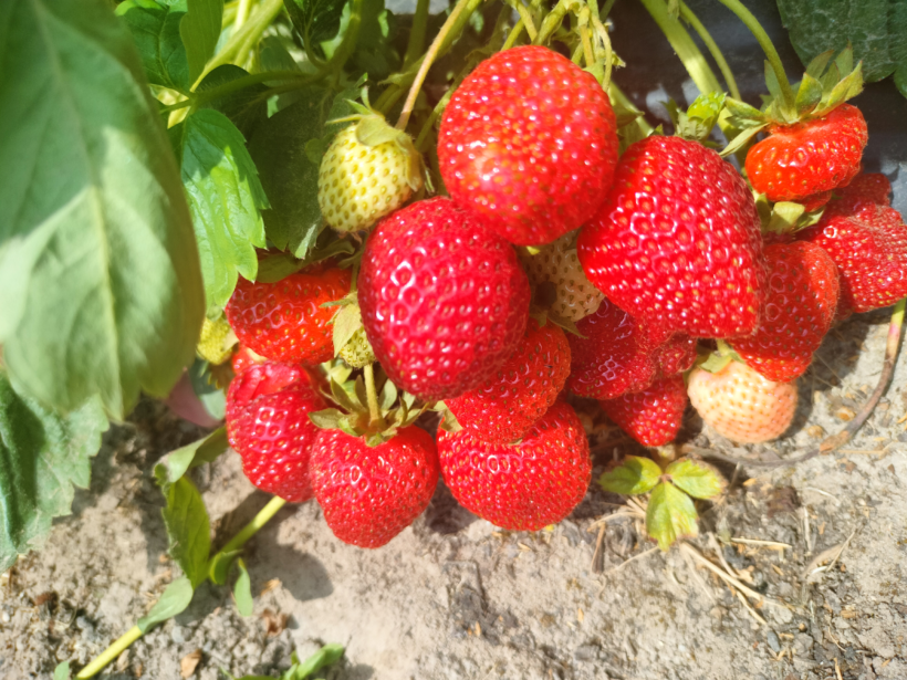 Na zdjęciu widzimy dojrzewające owoce truskawki o intensywnym wybarwieniu i wysokiej jędrności – efekt stosowania biostymulatora do truskawek Maral, wspierającego zawiązywanie owoców, poprawę ich jakości oraz zwiększenie plonu pod osłonami w czasie suszy i stresu termicznego.