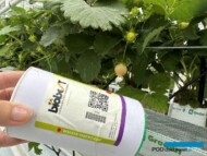 Wprowadzanie pożytecznych makroorganizmów pozwala na ograniczenie szkodników