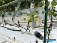 Rynna uprawowa, z matą i system nawadniania