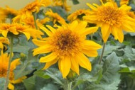 Helianthus annuus SunfinityDoubleYellow_Syngenta Flowers_FlowerTrials 2025_fot. A-Cecot