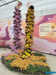 prezentacja chryzantem z grupy/serii Artistic Jeff w przedsiębiorstwie Royal Van Zanten_FlowerTrials 2025 (Holandia)_fot. A-Cecot