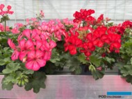 Pelargonie Grand Idols® Glory Days Pink Bicolor i Red Orange Bicolor (Dümmen Orange) _FlowerTrials 2025 (fot. A. Cecot)