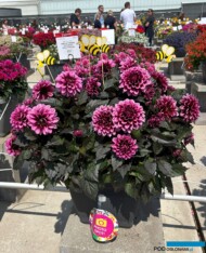 Dalia LaBella Grande Chocolate Rose_Beekenkamp_FlowerTrials 2025 (fot. A. Cecot)