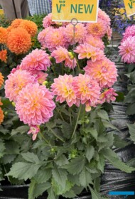 Dalia Lubega XL Maracuya_Volmary_FlowerTrials 2025 (fot. A. Cecot)